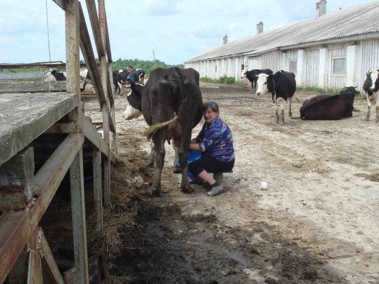 Прогулка по ферме или различные технологии дойки коров