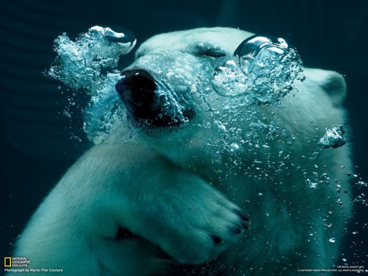 15 лучших снимков на тему купания от National Geographic