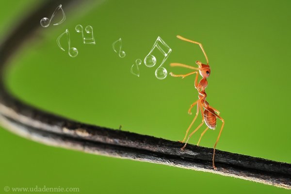 Великолепные фотографии насекомых Дени Алиспутра