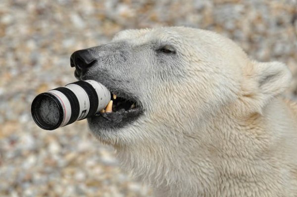 Белый медведь в зоопарке получил в свои лапы Canon 70-200mm f/2.8 IS