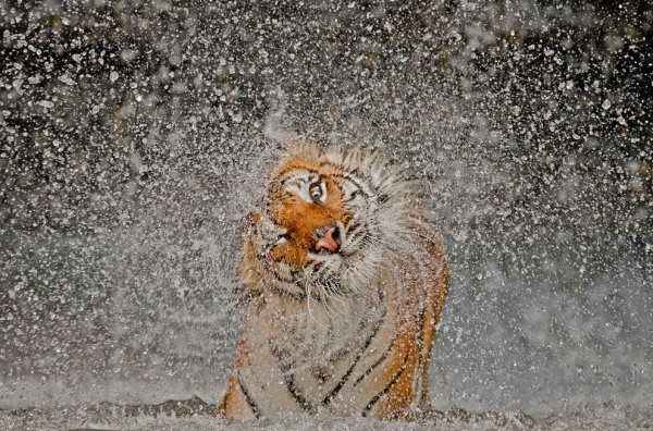 Победители фотоконкурса от National Geographic 2012