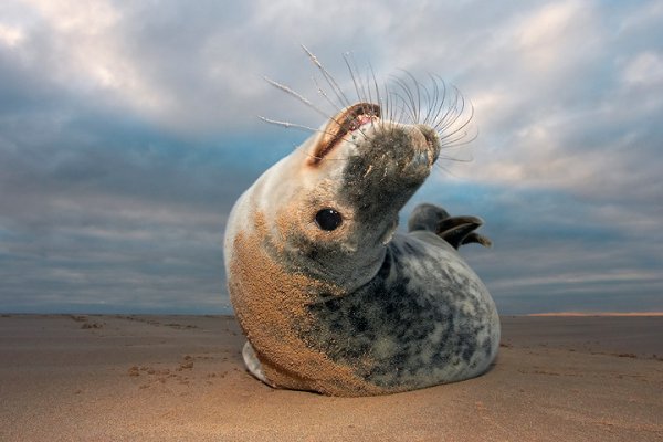 Экзотические животные на карточках фотографа. Джаспер Доест