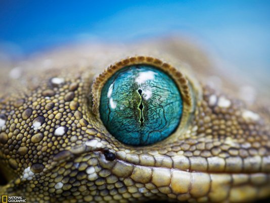 Редакция  National Geographic: "ФотоКонкурс-2012"!