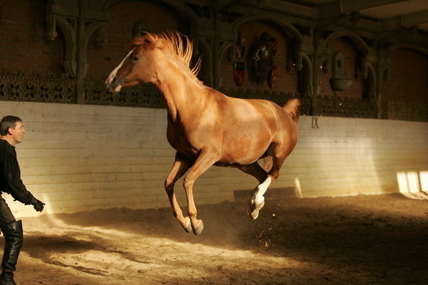 Красивые фото лошадей - мастер Лидия Невзорова