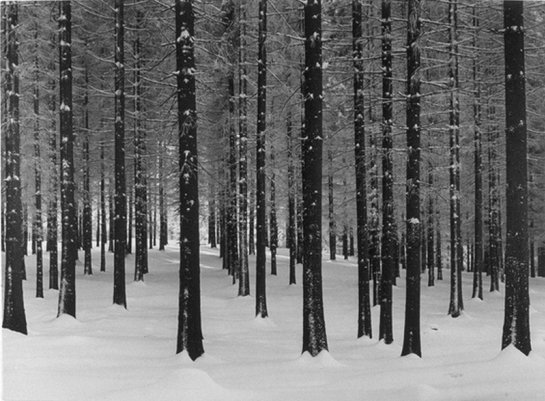 Взгляд человека, любящего фотографию. Альберт Ренгер-Патч