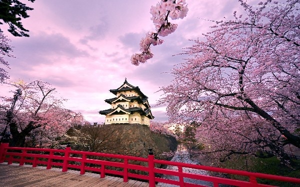 Фото сакуры цветущей в Японии увидите вы