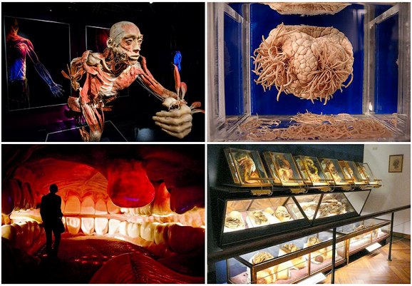 ТОП фото - самые популярные и шокирующие анатомические музеи