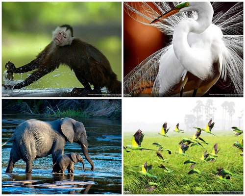 Отобраны лучшие фото животных с фотоконкурса «National Geographic Traveler»