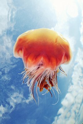 Необычные подводные фото - медузы на фоне неба