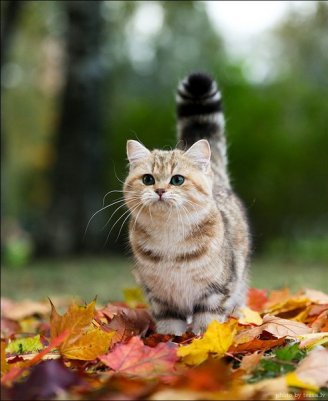 Осенний фото сет милой кошки задает тренд