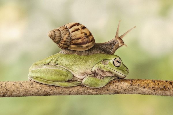 Вдохновляющие фото лягушек от крутых фотографов
