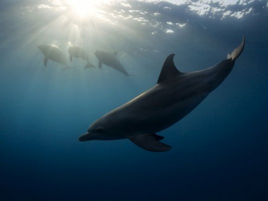 Новости в фотографиях - Лучшее от National Geographic за сентябрь