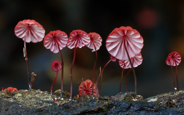 Таинственный мир грибов в красивых фото работах