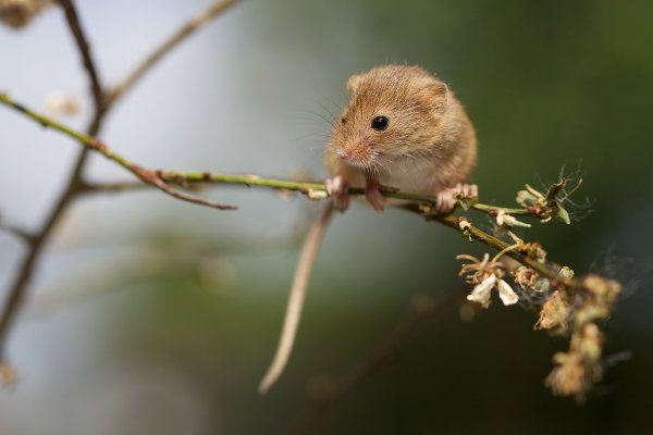 Охота на мышей, или О чем следует помнить фотографу-натуралисту?