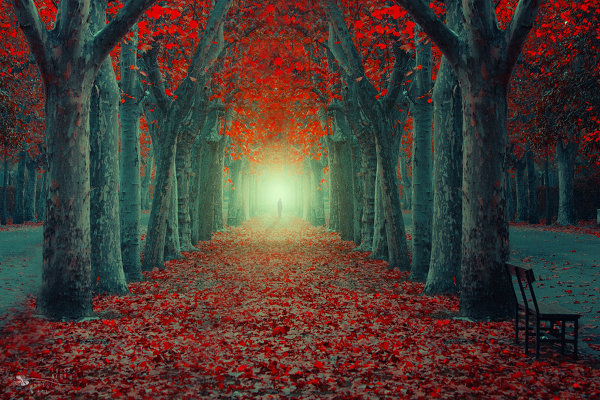 Таинственный лес в красивых фото