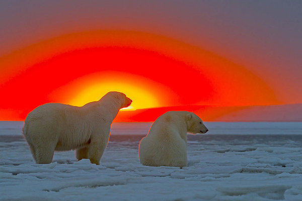 Белые медведи и красивый закат Арктики