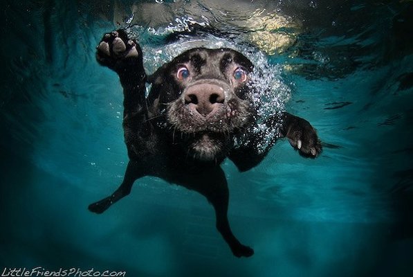 6 лучших фотографов мира животных, домашних и диких