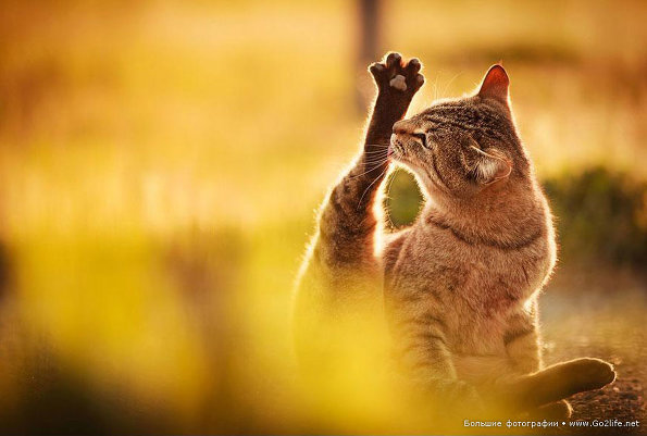 Солнечные кошки учат людей многому в любой момент их жизни