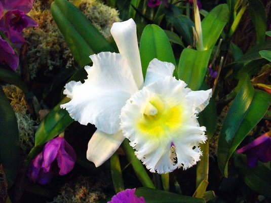 Фото и стихи об орхидее.