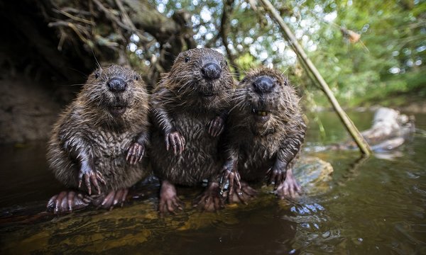 Лучшие фотографии животного мира за неделю