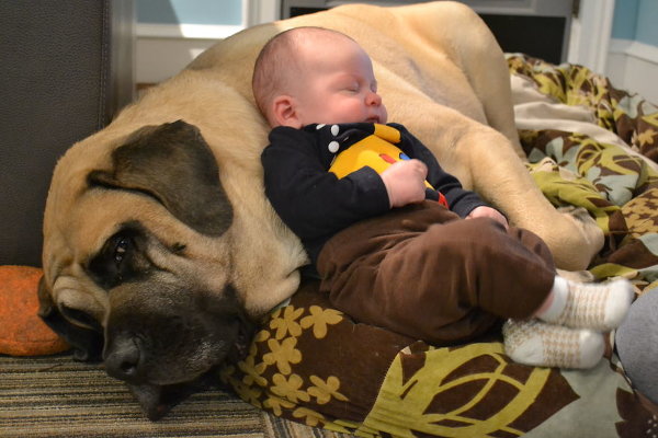 Лучшая собака для ребенка – большая и добрая!