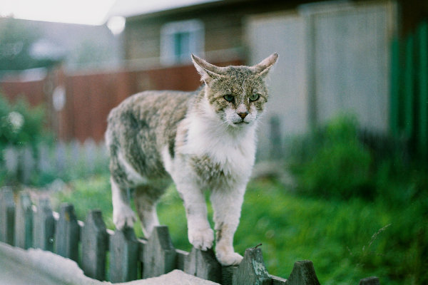 Как фотографировать кошек?