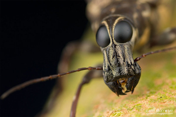 Ники Бэй. Блестящие макро фото насекомых