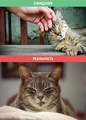 Домашние кошки: ожидание и реальность