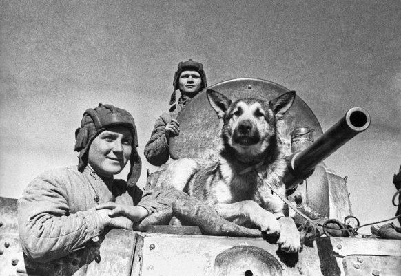 Собаки-герои Великой Отечественной войны ...
