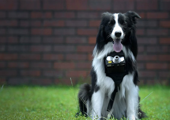 Heartography – фотоаппарат Nikon для собак