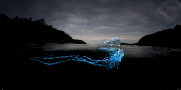 Медузы Мэтью Смита – опасные фотографии морских жителей