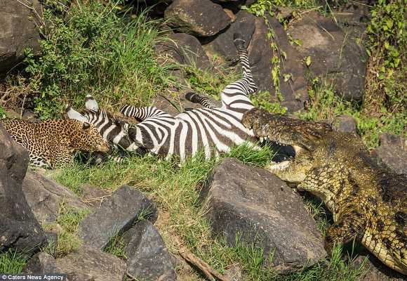 Несчастная зебра стала обедом для двух хищников сразу