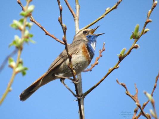Народное голосование. ТОП-20 фотографий за 02.05.2017 г.