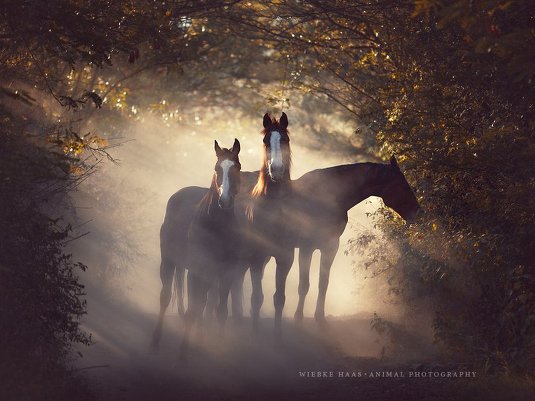 Фотограф Wiebke Haas