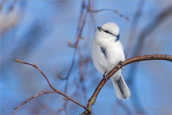 Народное голосование. ТОП-20 фотографий за 12.03.2018 г.