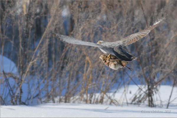 Народное голосование. ТОП-20 фотографий за 22.03.2018 г.