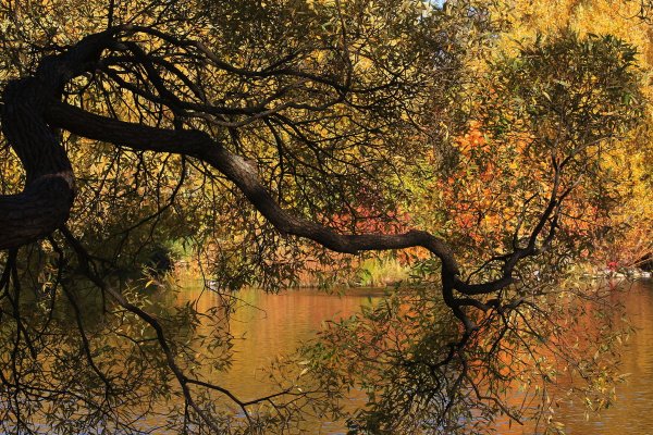 Народное голосование. ТОП-20 фотографий за 10.10.2018 г.