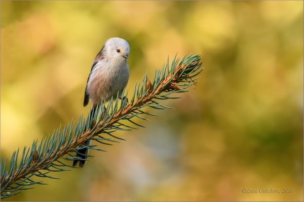 Народное голосование. ТОП-20 фотографий за 11.11.2018 г.