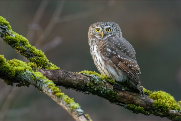 Народное голосование. ТОП-20 фотографий за 15.11.2018 г.
