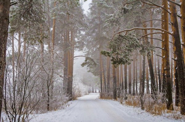 Народное голосование. ТОП-20 фотографий за 27.12.2018 г.