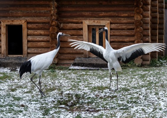 Народное голосование. ТОП-20 фотографий за 10.02.2019 г.