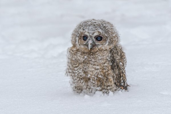 Народное голосование. ТОП-20 фотографий за 26.02.2019 г.