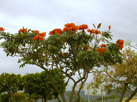 Тюльпановое дерево.