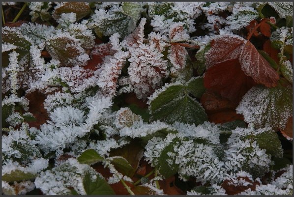 Народное голосование. ТОП-20 фотографий за 03.12.2019 г.