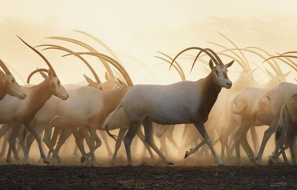 Фотограф Tim Flach