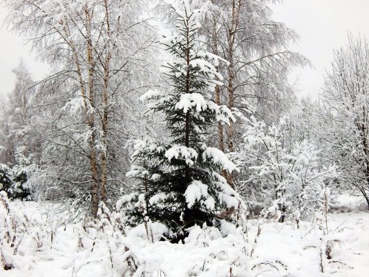 Народное голосование. ТОП-20 фотографий за 29.11.2020 г.