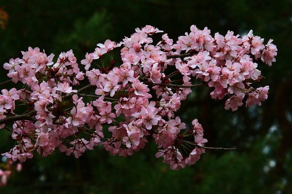 Народное голосование. ТОП-20 фотографий за 05.05.2021 г.