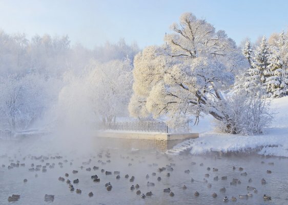 Народное голосование. ТОП-20 фотографий за 14.12.2021 г.