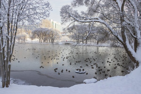 Народное голосование. ТОП-20 фотографий за 18.12.2021 г.