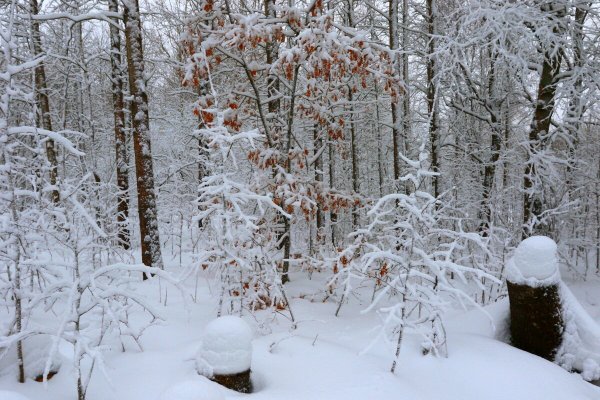 Народное голосование. ТОП-20 фотографий за 04.01.2023 г.